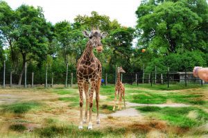 jardim zoológico