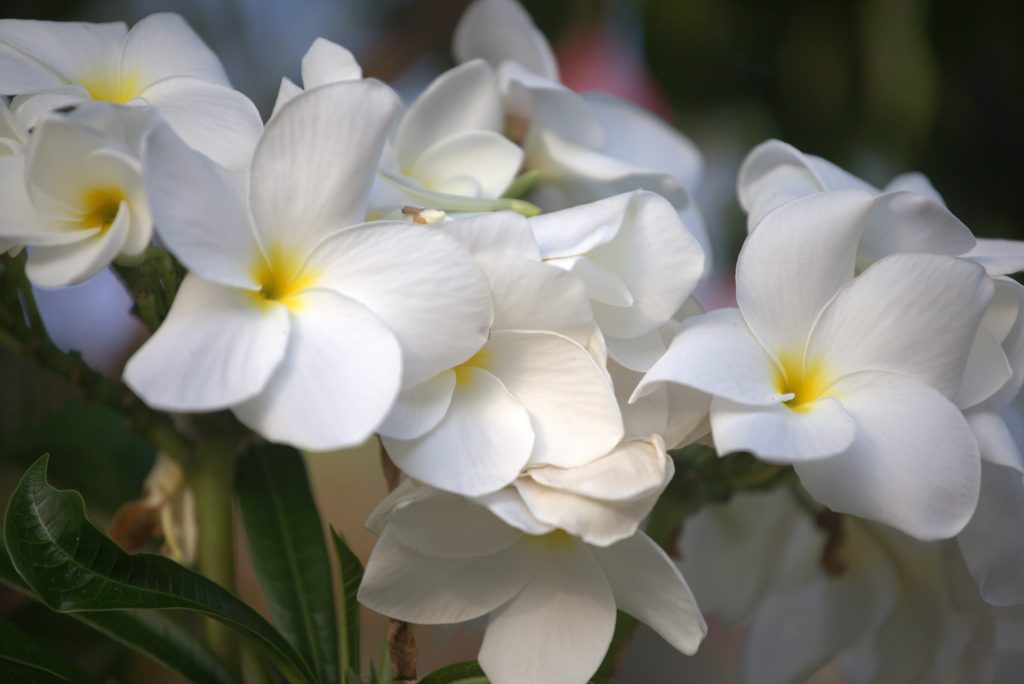 fotografia de natureza